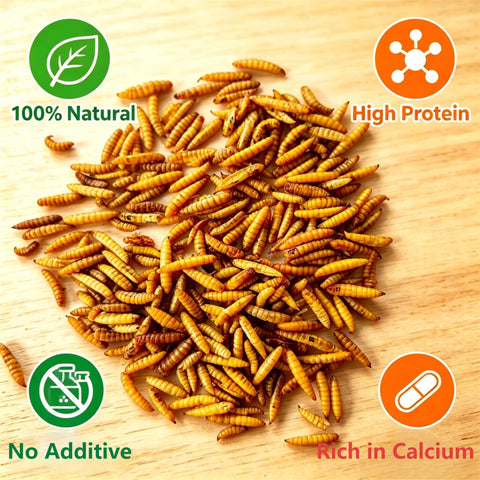 FLESHINESS WORMS detalle de textura de larvas secas, aspecto crujiente y nutritivo