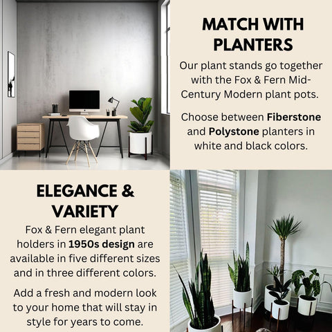 Fox & Fern escala y tamaño comparativo con una maceta grande
