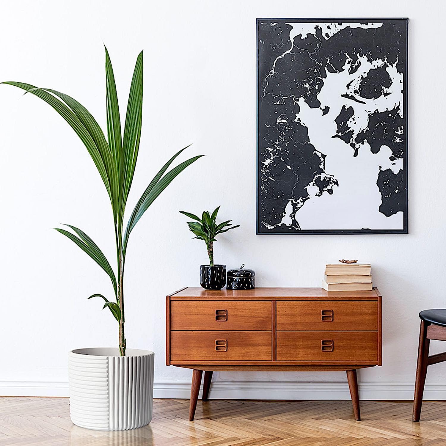 Fox & Fern vista superior con sustrato facilita repicado y plantado
