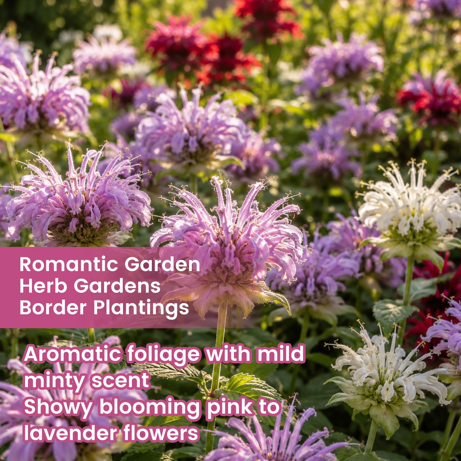 Fruivity flor Bee Balm púrpura en primer plano que atrae polinizadores