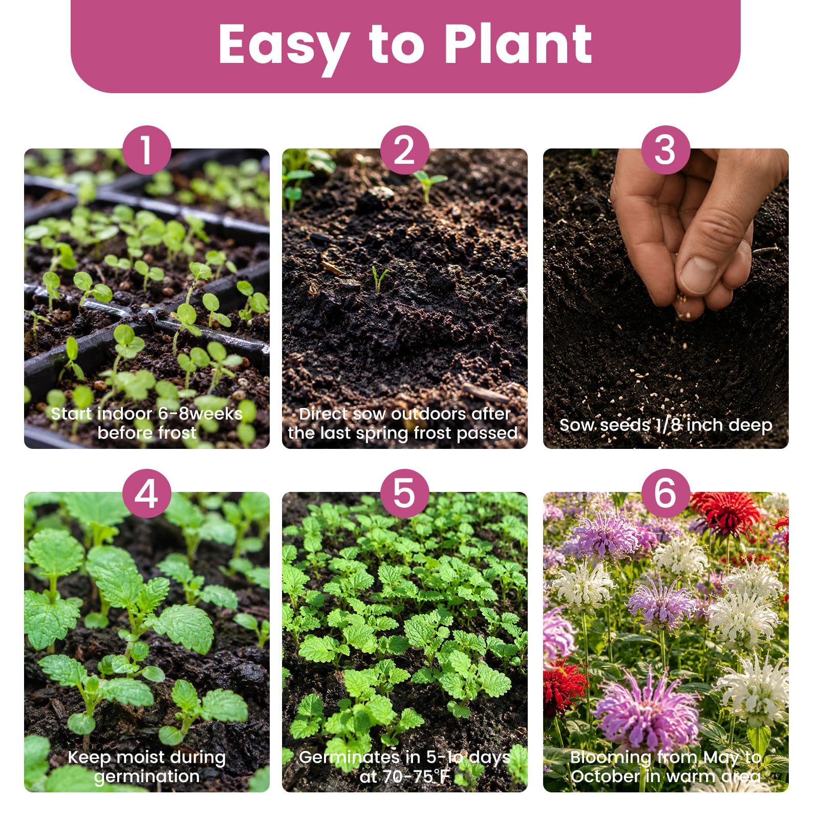 Fruivity maceta con Bee Balm creciendo, ideal para balcones