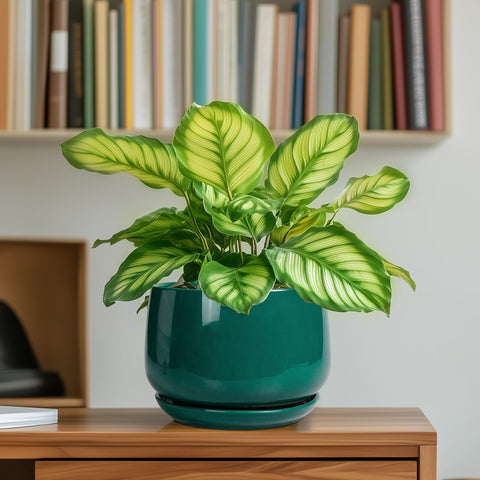 G EPGardening comparación de tamaño para visualizar escala en espacios