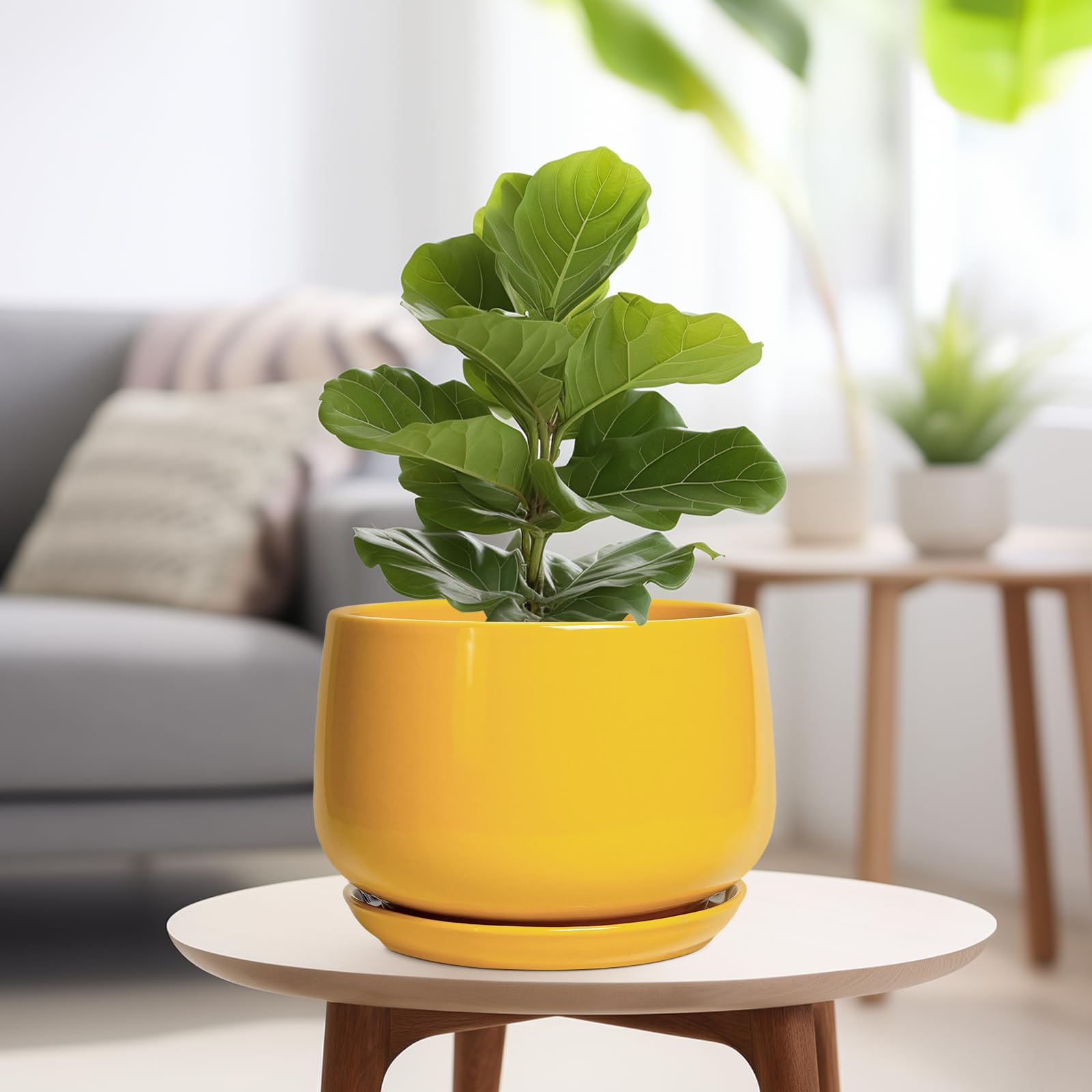G EPGardening maceta con suculenta en interior aporta acento decorativo