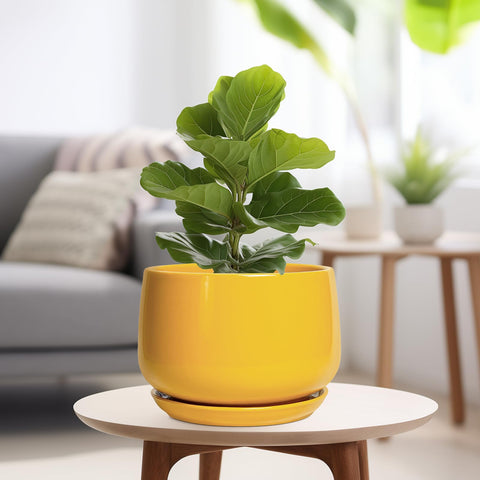 G EPGardening maceta con suculenta en interior aporta acento decorativo