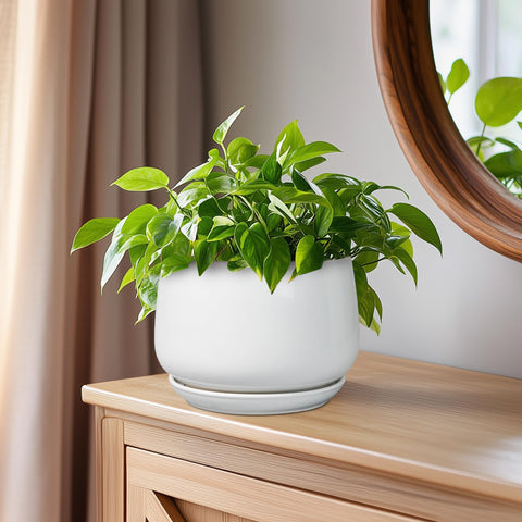 G EPGardening maceta con suculenta muestra combinación estética y buen drenaje