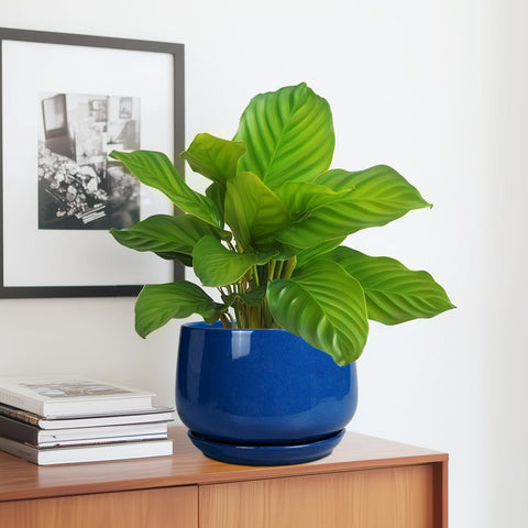 G EPGardening maceta en escritorio aportando decoración y frescura