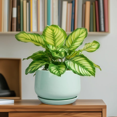 G EPGardening etiqueta con dimensiones y cuidado para una información clara y práctica
