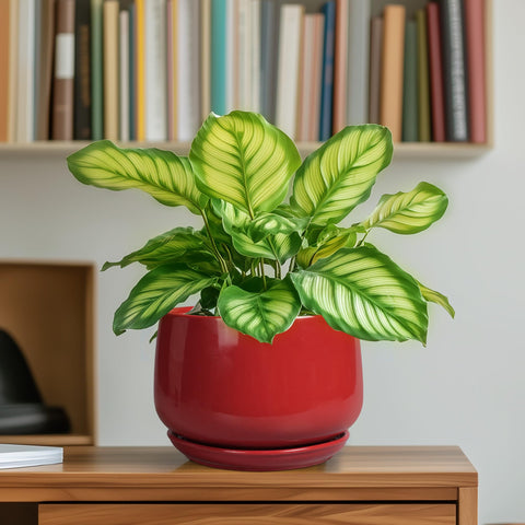 G EPGardening tamaño comparado con mano para visualizar escala útil