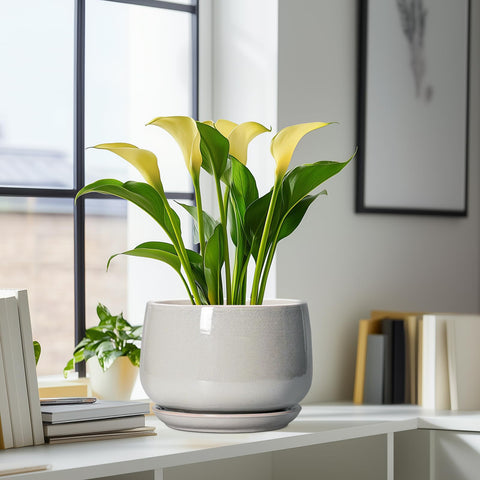 G EPGardening comparación de tamaño para ubicaciones y sustratos