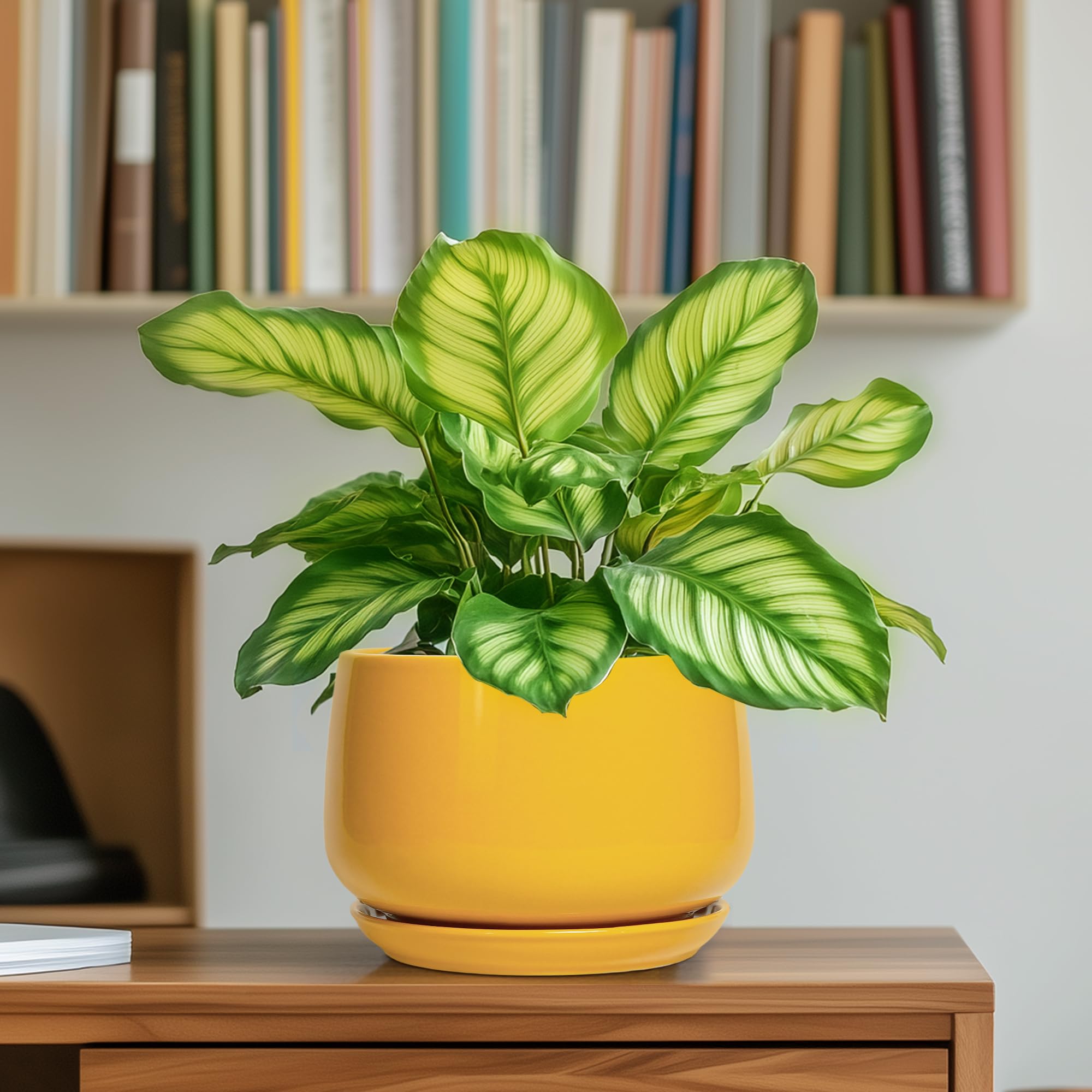 G EPGardening comparación de tamaño muestra proporción ideal para suculentas