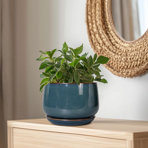 G EPGardening comparación de tamaño ideal para plantas medianas