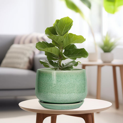 G EPGardening maceta con monstera demostrando uso interior decorativo