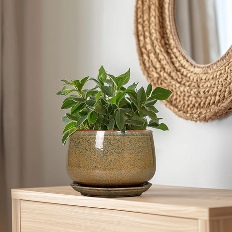 G EPGardening maceta con sansevieria sobre alféizar realza decoración interior