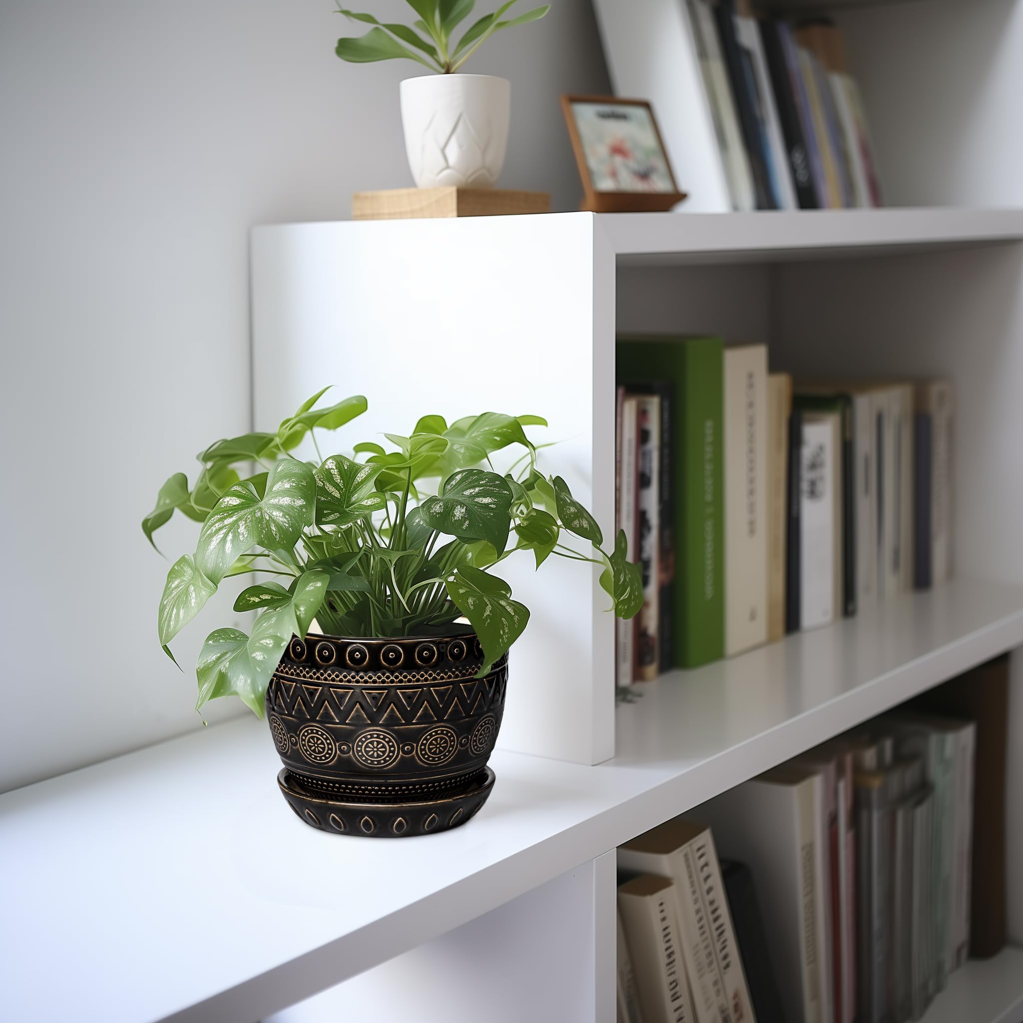 G EPGardening maceta con suculenta en estantería, aporta estilo decorativo