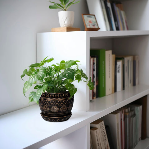 G EPGardening maceta con suculenta en estantería, aporta estilo decorativo