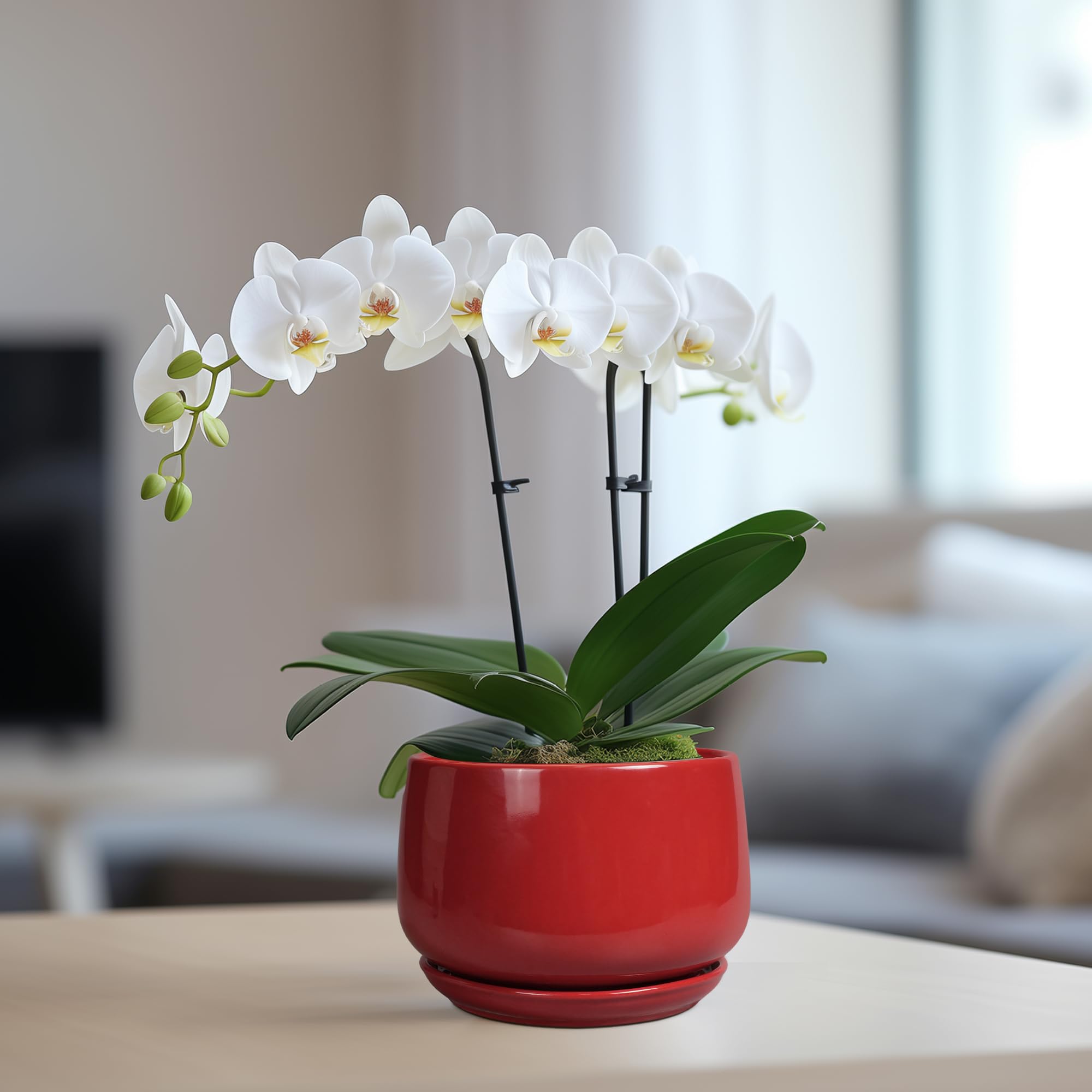 G EPGardening maceta con suculenta en uso decorativo sobre mesa