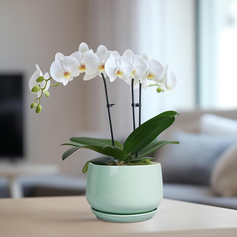 G EPGardening maceta con suculenta instalada demostrando uso en interiores y estética