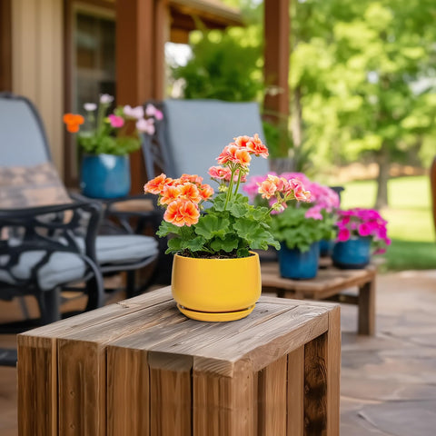 G EPGardening maceta con suculenta plantada demostrando ajuste perfecto y uso decorativo