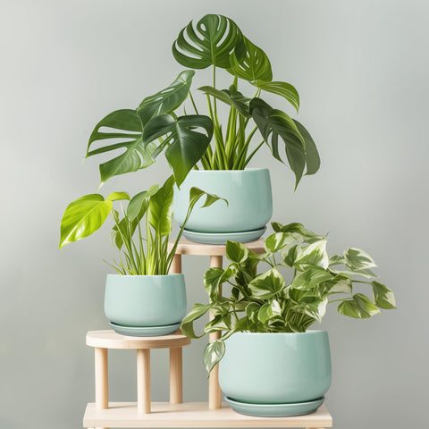 G EPGardening maceta con suculentas ideal para interiores y bajo riego controlado