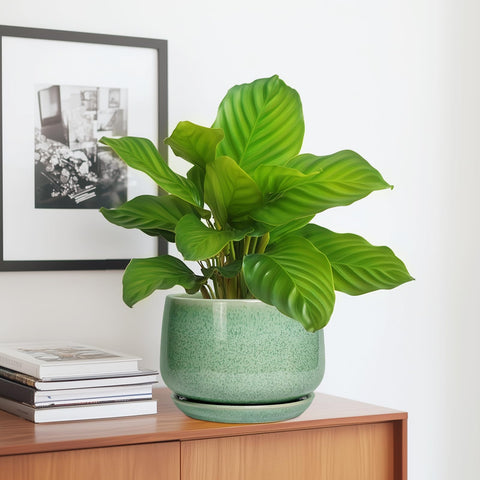 G EPGardening maceta en mesa de sala con planta, aporta estilo y orden