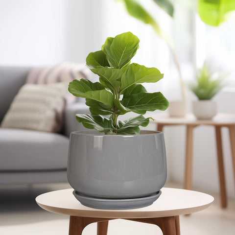 G EPGardening maceta colocada en salón decorando con planta