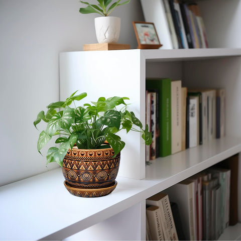 G EPGardening maceta con suculenta, ideal para interiores y cuidados sencillos