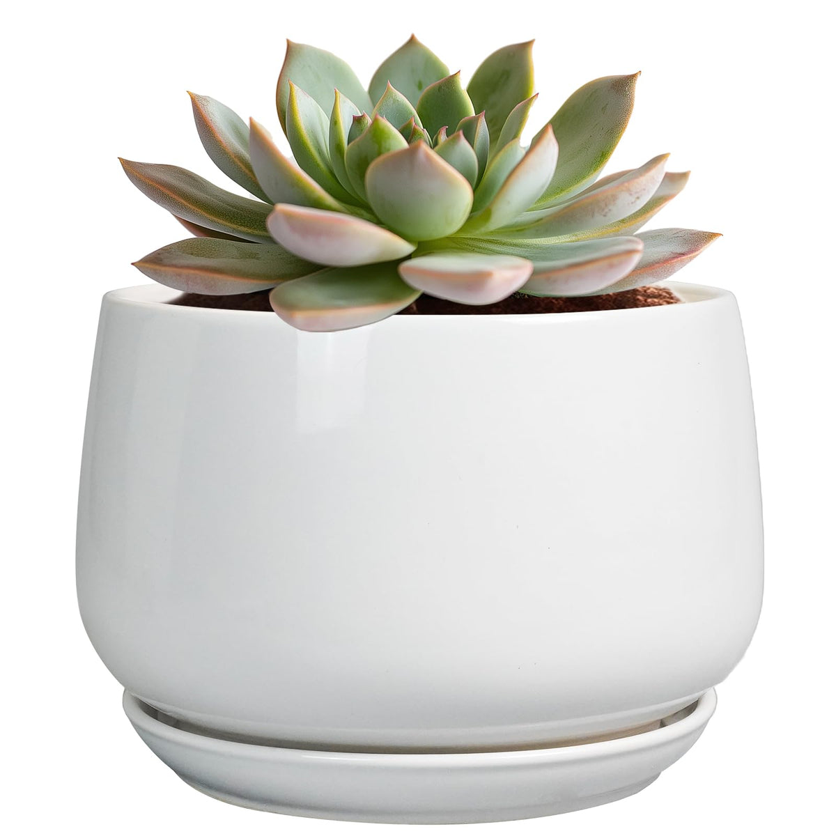 G EPGardening maceta frontal blanca presenta estilo moderno y elegancia