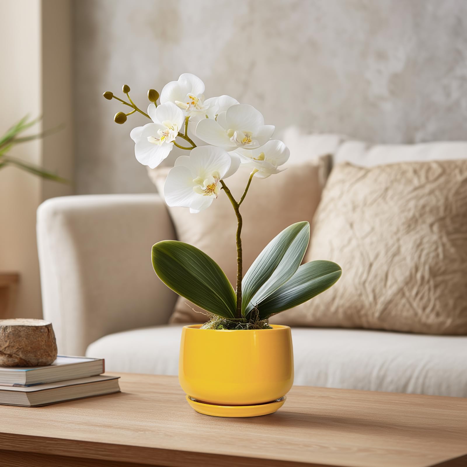 G EPGardening comparación de tamaño junto a una taza para dimensionar la maceta