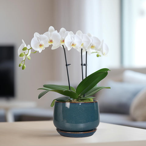 G EPGardening comparación de tamaño muestra escala ideal para interior
