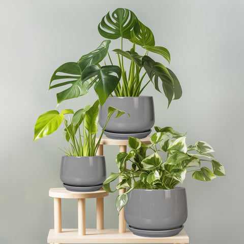 G EPGardening varias macetas con diferentes plantas en mesa