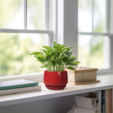 G EPGardening varias macetas en ventana aportando estilo hogareño