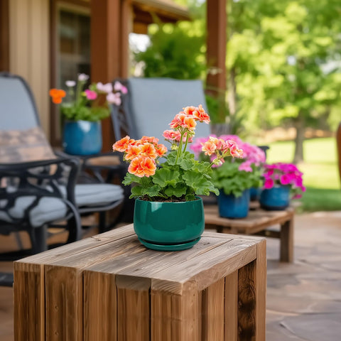 G EPGardening maceta con suculenta puesta en mesa, aporta frescura decorativa