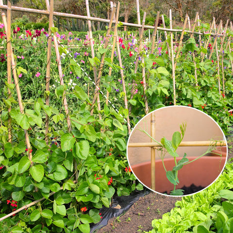 GAGINANG estacas en maceta sosteniendo tomates, ayudan al crecimiento vertical