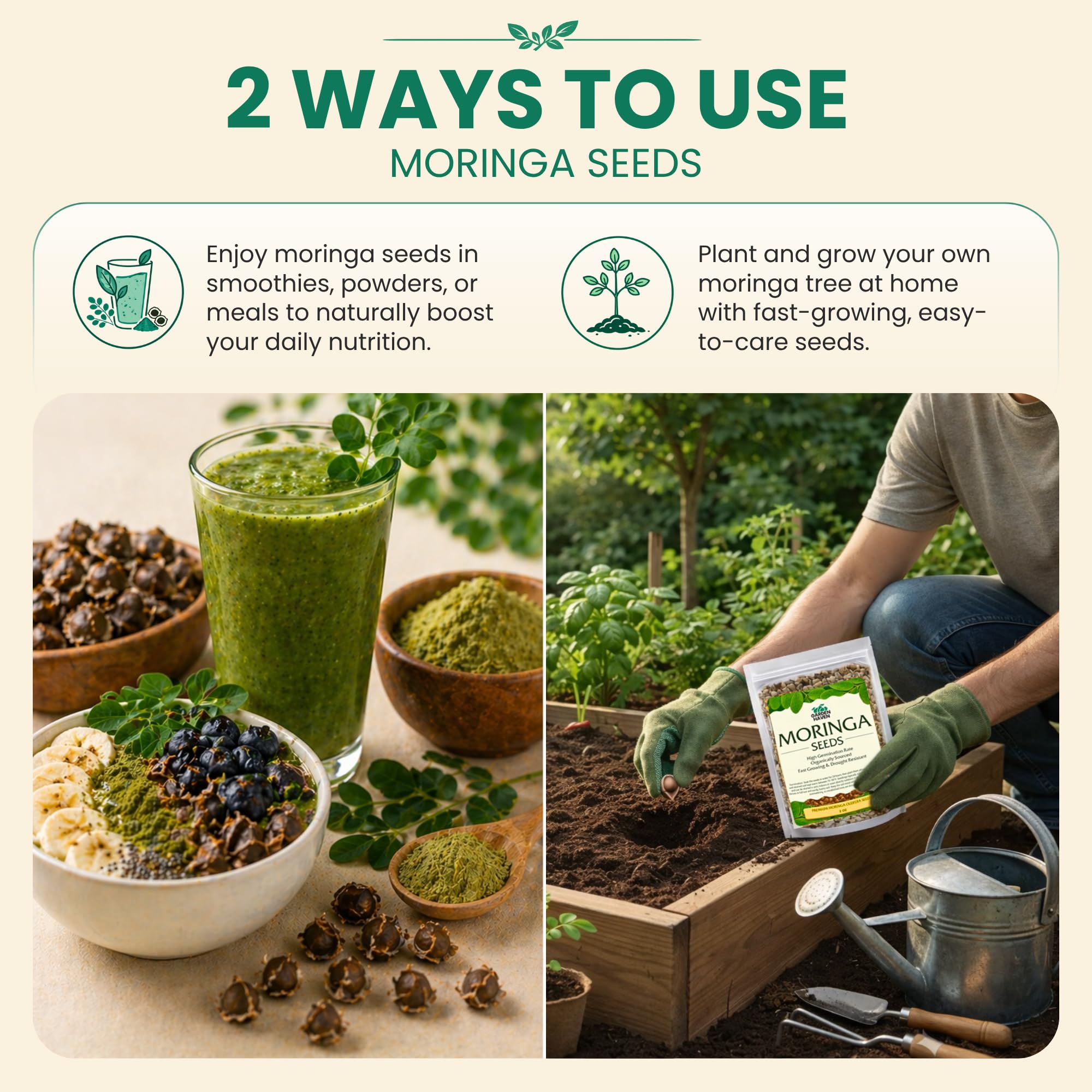 Garden Haven maceta con moringa joven ideal para cultivo interior