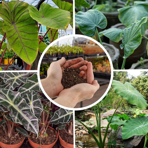Gardenera textura en mano con mezcla aireada que mejora raíces y drenaje