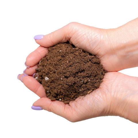 Gardenera ambiente interior con Money Tree y hojas brillantes por buena tierra