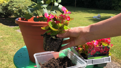 Gardenera mezcla en maceta con begonia saludable mejora el drenaje