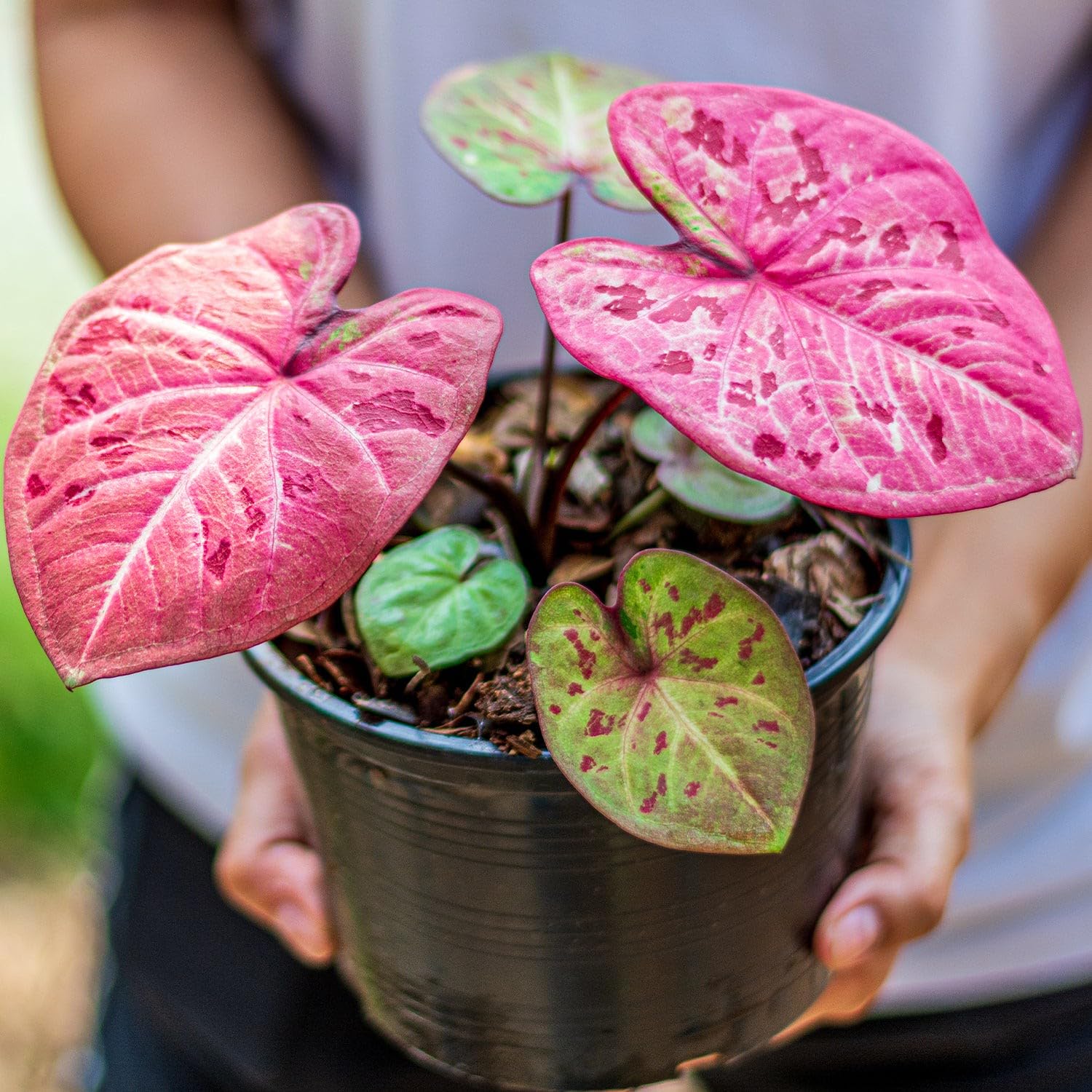 Gardenera Caladium plantado en maceta, mezcla que realza hojas