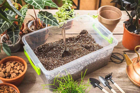 Gardenera planta Calathea en maceta usando la mezcla para raíces más sanas