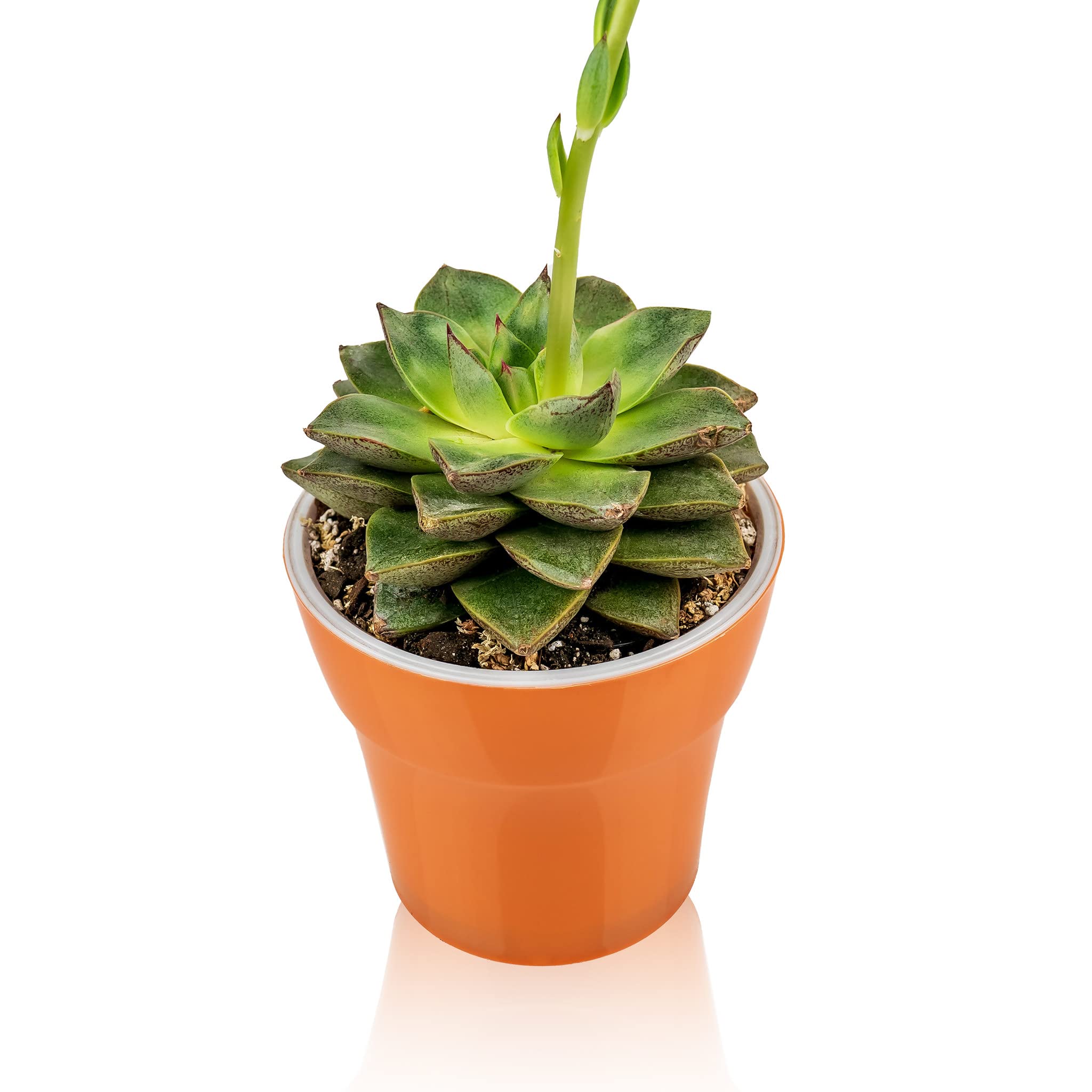 Gardenera comparación de tamaño 2 quart junto a una regla para escala clara
