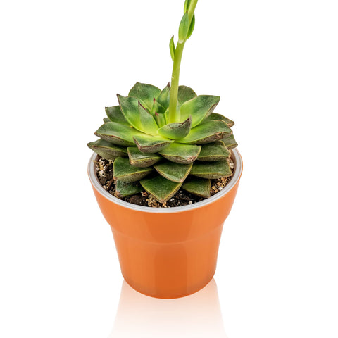 Gardenera comparación de tamaño 2 quart junto a una regla para escala clara