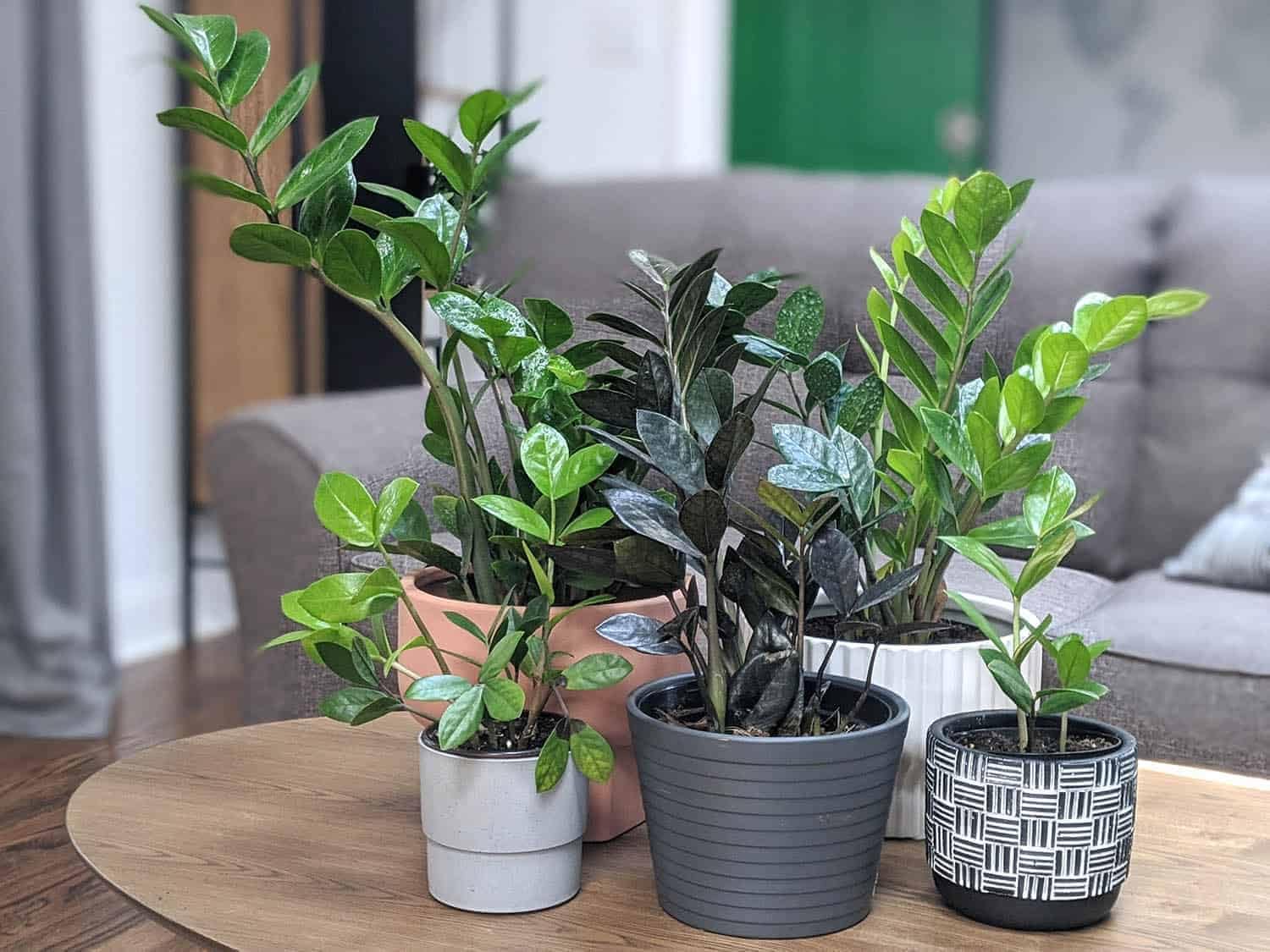 Gardenera bolsa 2 quarts junto a regla para comparar volumen práctico