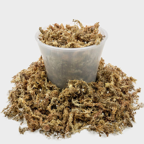 Gardenera bolsa 2 qt junto a regla para comparar tamaño y volumen
