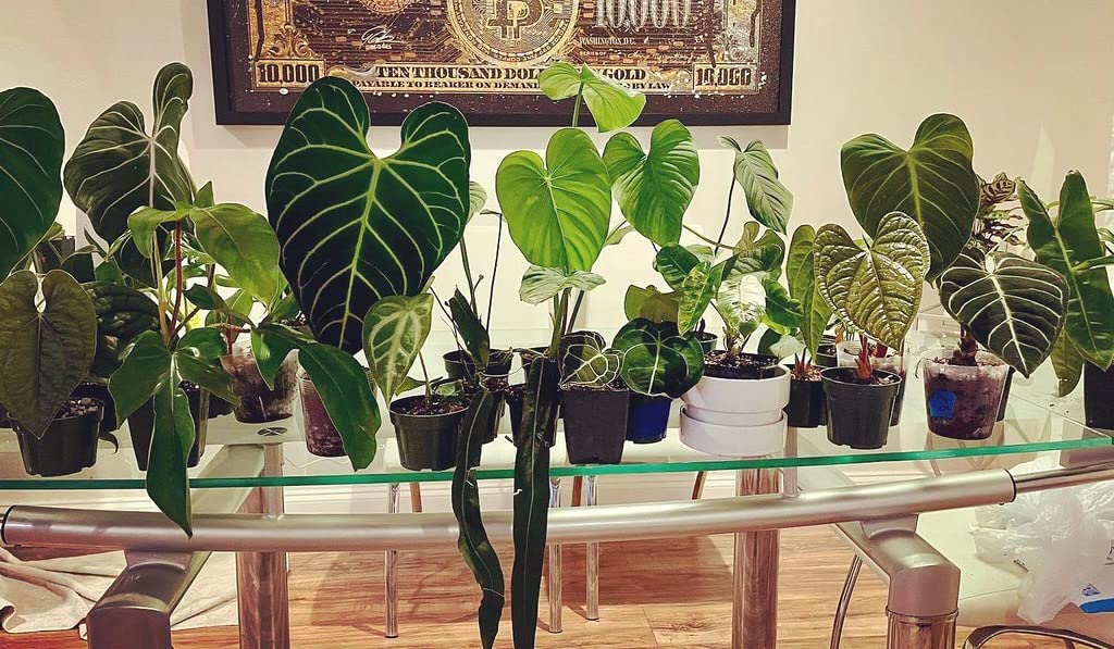 Comparación de tamaño de la bolsa Gardenera 3 qt junto a una maceta