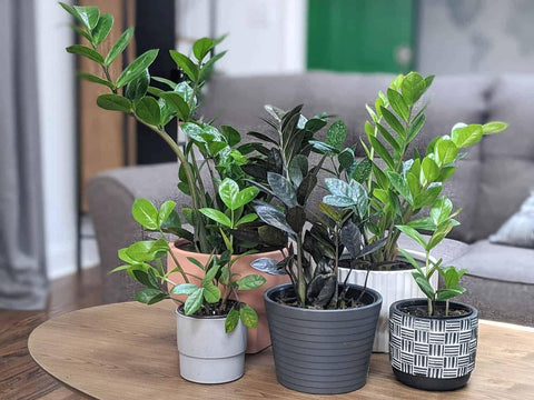 Gardenera comparación tamaño con manos ilustrando volumen práctico de 3 cuartos