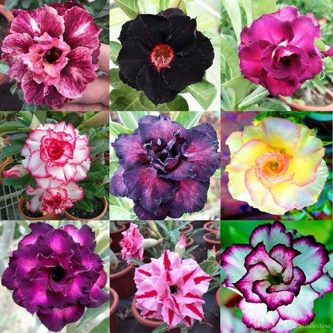 GARDENERA mezcla en maceta con Adenium plantado demostrando crecimiento y aireación