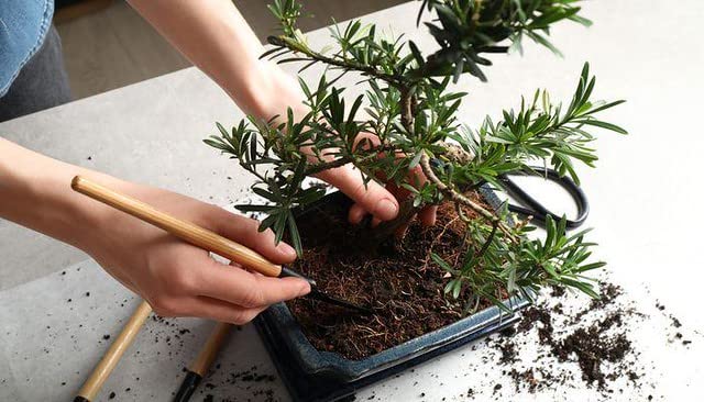 Gardenera textura del sustrato con perlita y carbón para mejor drenaje