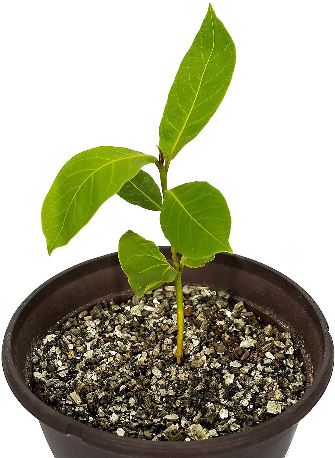 Gardenera primer plano de vermicompost resaltando aporte nutritivo natural