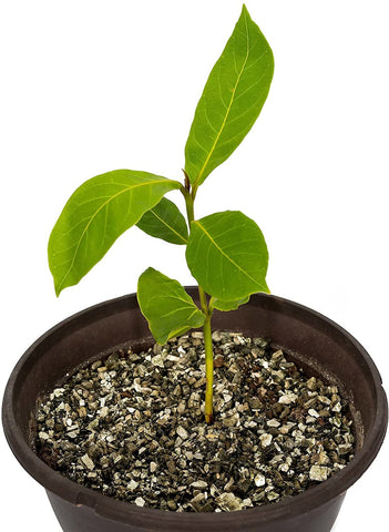 Gardenera primer plano de vermicompost resaltando aporte nutritivo natural