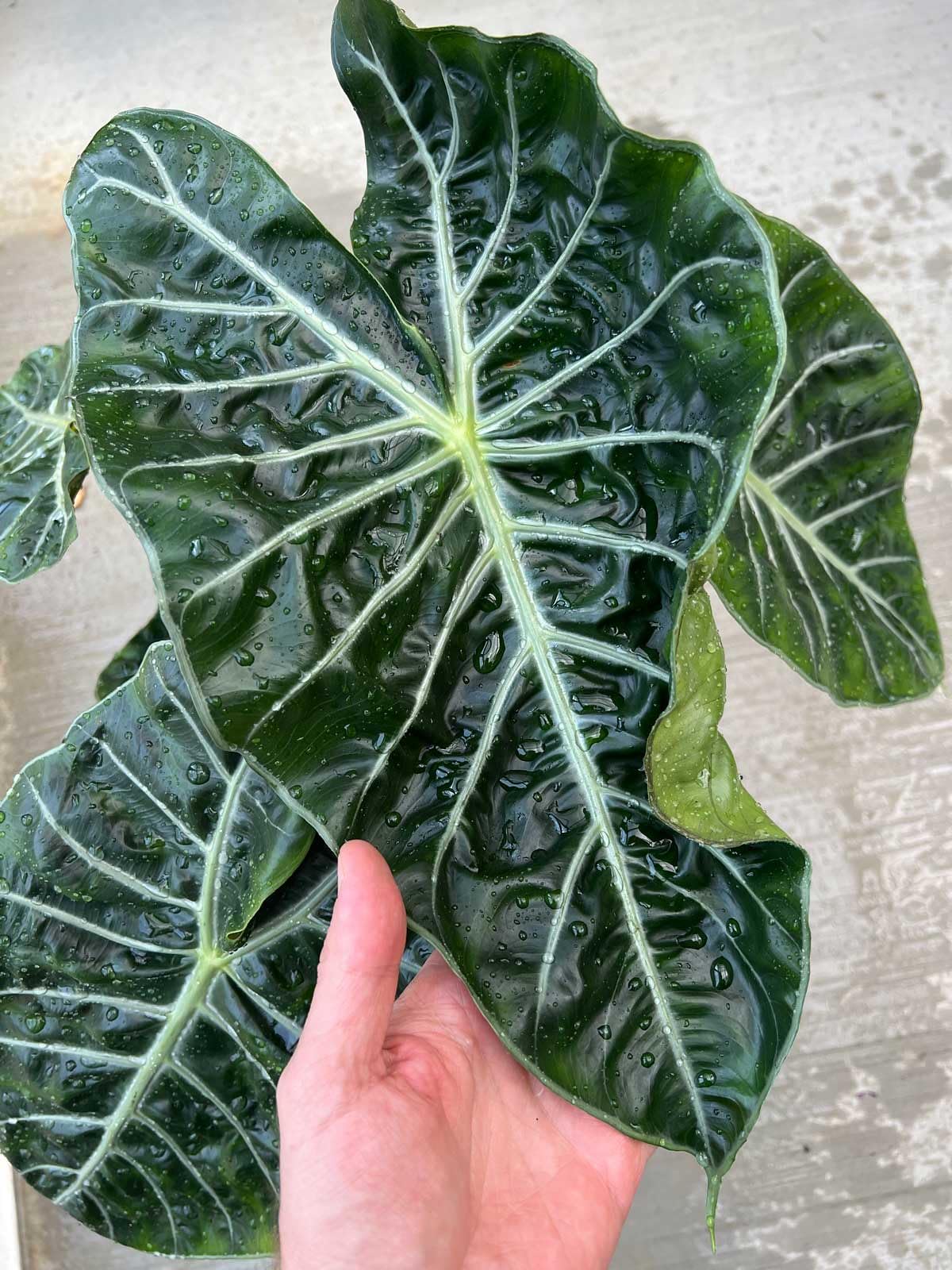Gardenera en maceta con Alocasia demostrando drenaje y salud de hojas